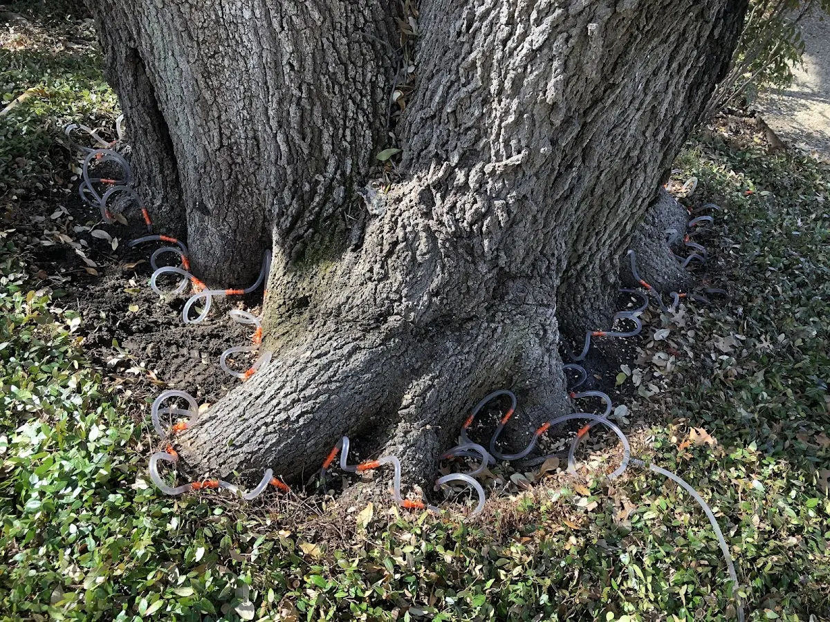 Detailed Tree Cabling and Bracing job site in Kansas