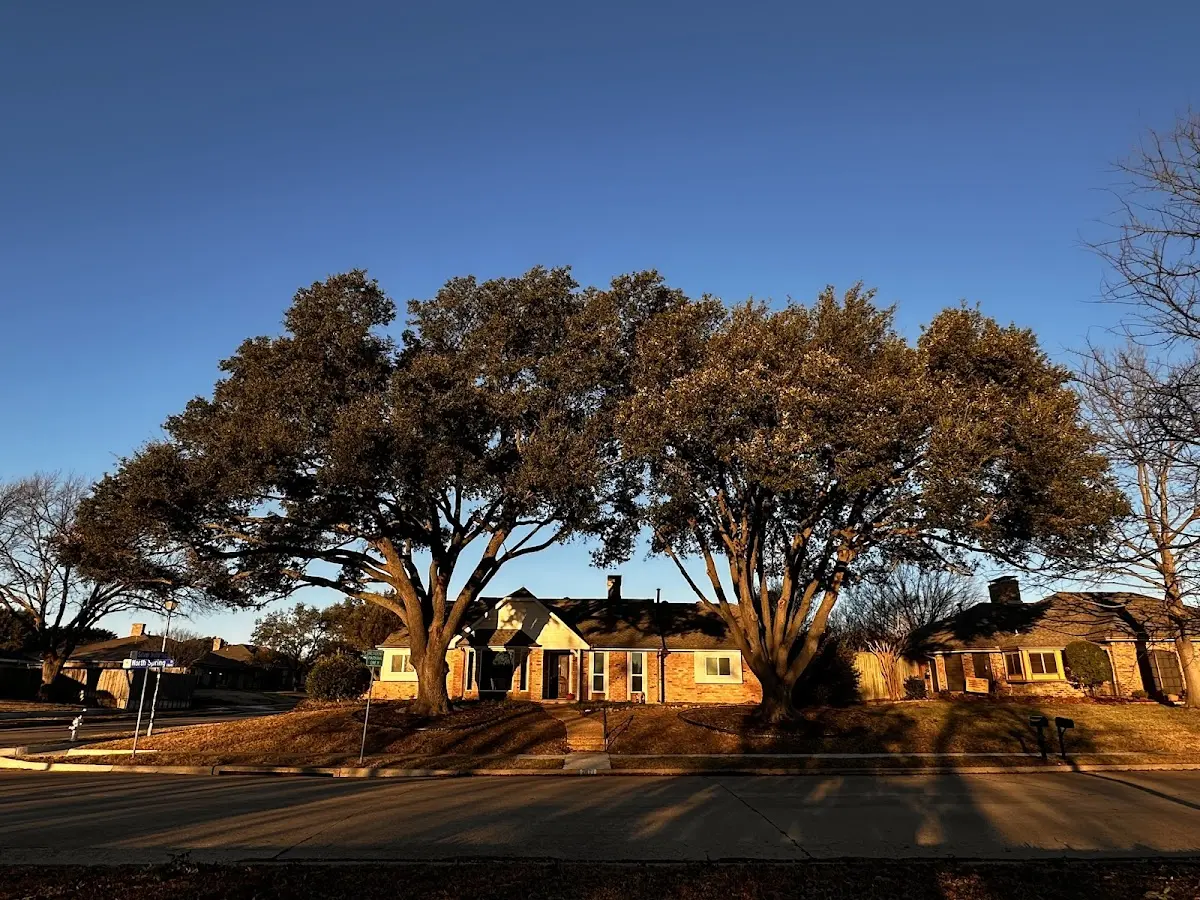 Established residential canopy tree shading a home in Kansas
